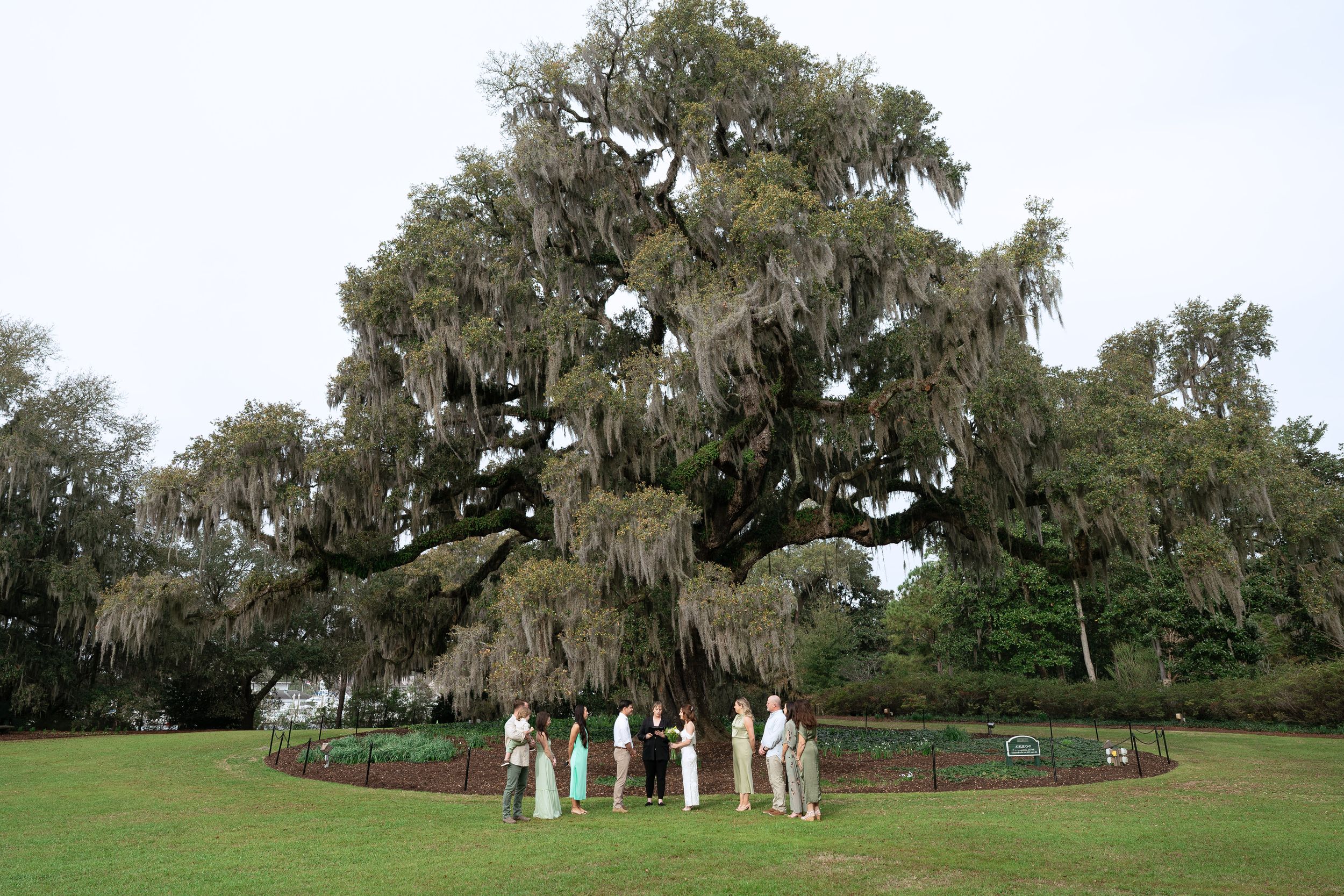 Five connected panoramic photos show Spanish moss hanging from oak trees around the Old Sheldon Church ruins in South Carolina.