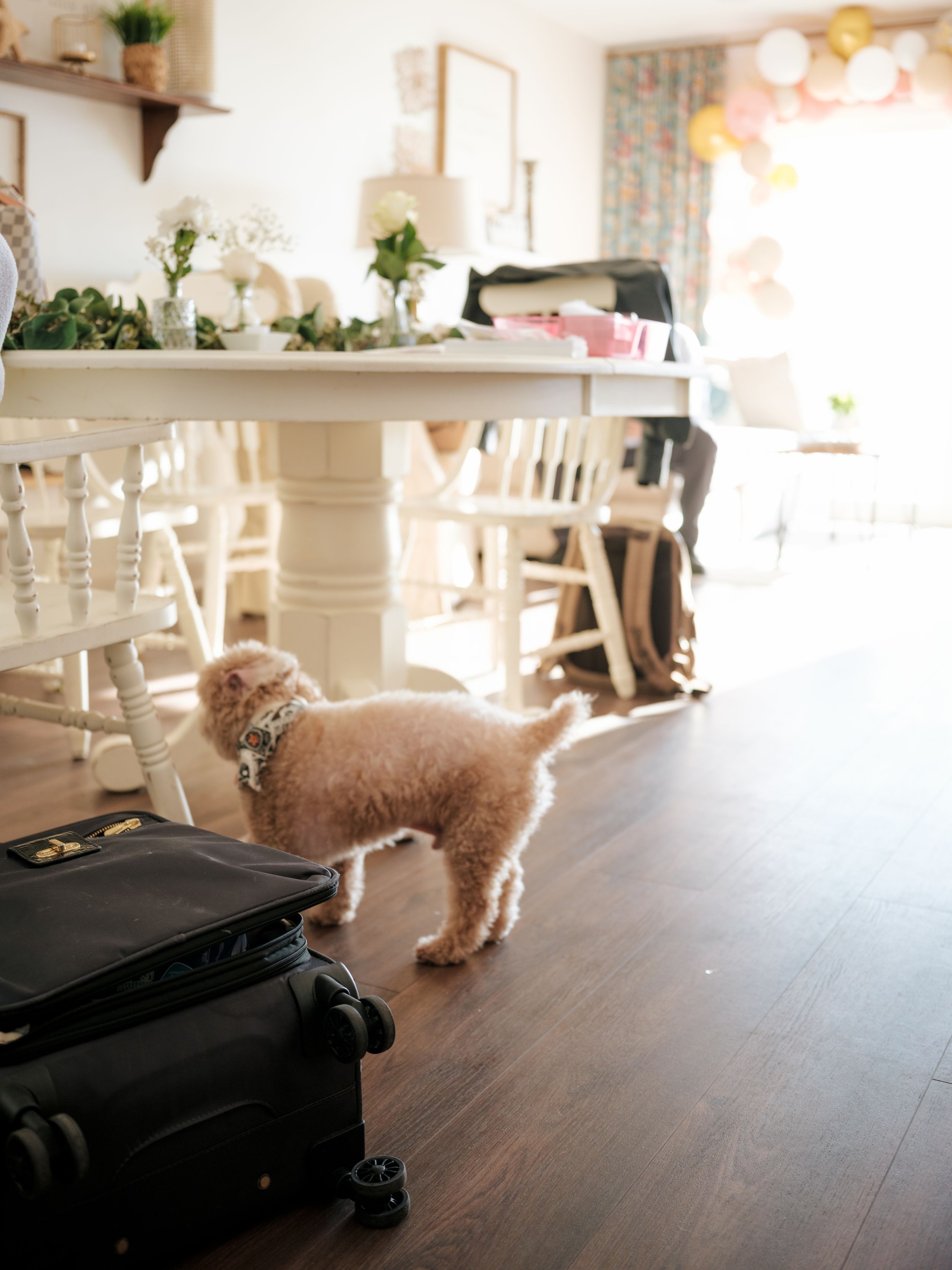 Small dog curiously explores the floor of an elegant white restaurant interior with hardwood flooring.