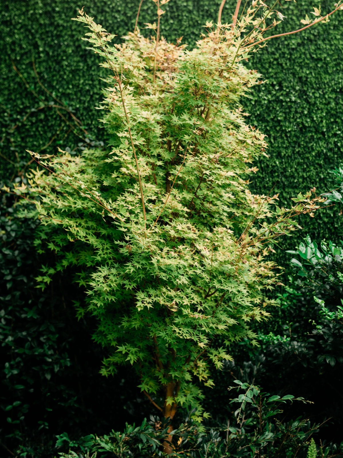couples getting married at an outdoor wedding venue at the Atrium in Wilmington, NC
